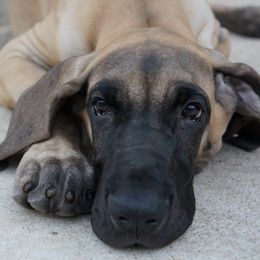 Great Danes from Memore Great Danes