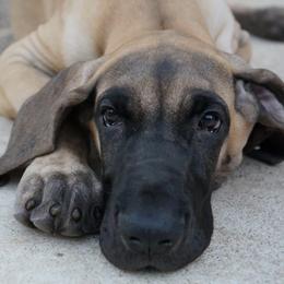 Great Danes from Memore Great Danes