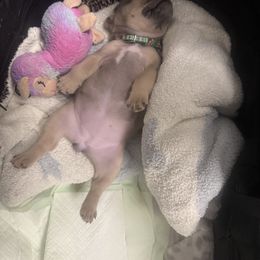 French Bulldog Puppies from KM French Bulldogs