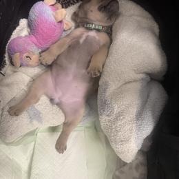 French Bulldog Puppies from KM French Bulldogs