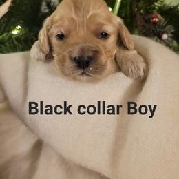 Black collar Boy - Cream male Cockapoo puppy in Dayton, Ohio from There's no place like home spaniels