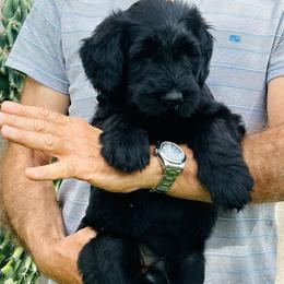 Giant Schnauzer Puppies from JAMG Schnauzers