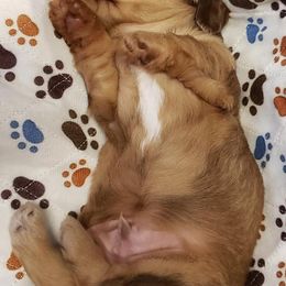 Dachshund Puppies from CJ's Dach Dynasty