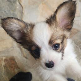 Foxy - female Papillon puppy in Vass, North Carolina from North Carolina Papillions