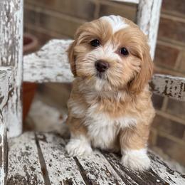 Winnie - Red female Havanese puppy in Semmes, Alabama from Hayden's Havanese