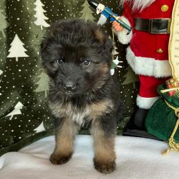 Frosty - Black and tan male German Shepherd puppy in Walla Walla, Washington from Silver Knight Shepherds
