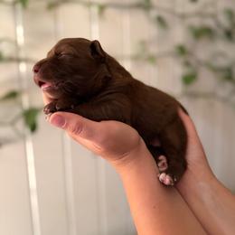 Beth - Red & white female Australian Shepherd puppy in Dunn, North Carolina from The Dogs of Working Aussies Homestead