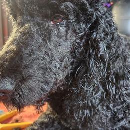 Veronica - Labradoodle