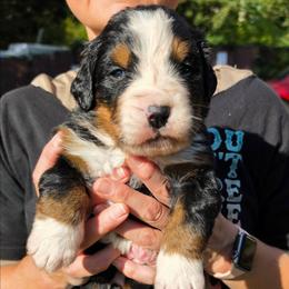 Pink - Black rust and white female Bernese Mountain Dog puppy in Auburn, Washington from MSM Bernese Mountain Dogs