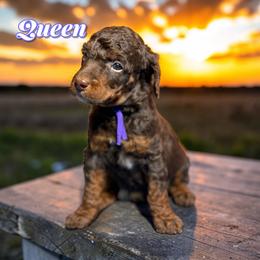 Queen - Phantom female Poodle puppy in Pink Hill, North Carolina from Boodle's Standard Poodles