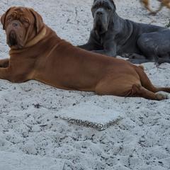Dogues de Bordeaux and French Bulldogs from Calabria kennel