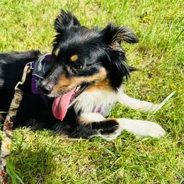 Willow - Miniature Australian Shepherd