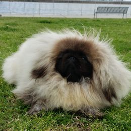 KARMEN - Pekingese