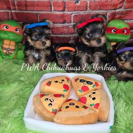 Yorkshire Terrier puppies from PWA Chihuahuas & Yorkies