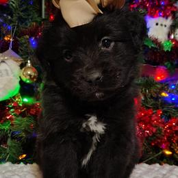 Cornbread - Black tri male Miniature Australian Shepherd puppy in Muskogee, Oklahoma from Tagalong Lane Australian shepherds