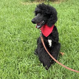 Puppy name Hank - Black male Poodle puppy in Huntsville, Alabama from Heart Song Standard Poodles