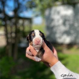 Boy 2 - Black rust and white male Bernese Mountain Dog puppy in New Haven, Indiana from Milan Berners