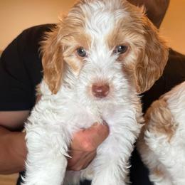 Banana - Parti female Goldendoodle puppy in Yuciapa, California from AlltheDoodlez_