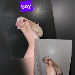 2 - Cream male Dachshund puppy in Lansing, Michigan from Black Thunder 517 Dachshunds and frenchies
