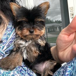 Kiara - Black and gold female Yorkshire Terrier puppy in Cape Coral, Florida from Katherine’s Yorkies and Poodles