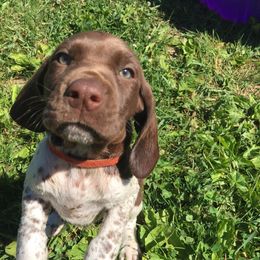 German Shorthaired Pointer Puppies from Filipiak Breeders