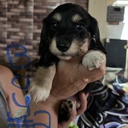 Boy 2 - Piebald male Dachshund puppy in Townsend, Montana from Rocky Mountain Wieners