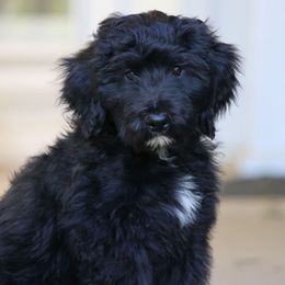Nellie - Black and white female Aussiedoodle puppy in Churchville, New York from Bluebird Family Farm
