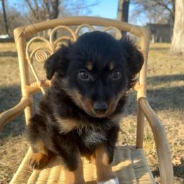 Rocky - Black tri-color male Australian Shepherd puppy in Zwingle, Iowa from Homestead Aussies & Doodles