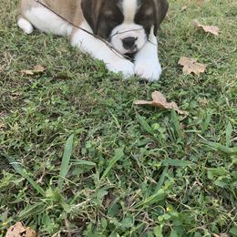 Newfoundland, Poodle, Saint Berdoodle, and Saint Bernard Puppies from Mammoth Doodles