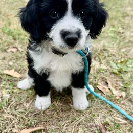 Girl 2 - Black and white female Aussiedoodle puppy in Hillsboro, Illinois from Perfect Paws Puppies