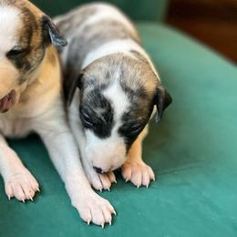 Spencer - White and fawn brindle male Whippet puppy in Clinton, Tennessee from Ivanhoe Borzoi