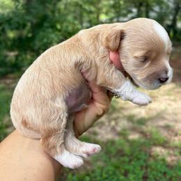 Leonardo - Apricot male Goldendoodle puppy in Brooksville, Florida from Abby’s Standard Goldendoodles