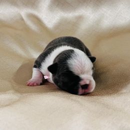 Girl 5 - Blue female Boston Terrier puppy in Coopertown, Tennessee from Toon’s Boston Terriers