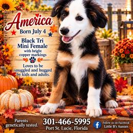 America - Black tri female Miniature Australian Shepherd puppy in Port Saint Lucie, Florida from Charlene Brannon's Mini Australian Shepherds