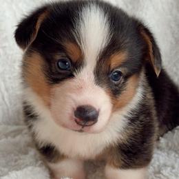 Boy 3 - Black and tan male Pembroke Welsh Corgi puppy in Beggs, Oklahoma from Blue Diamond Corgi’s
