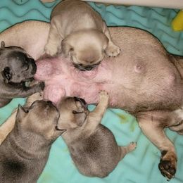 French Bulldog Puppies from 4 Leaf Frenchies