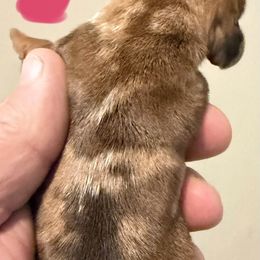 No.4 Chocolate Dapple - Dapple female Dachshund puppy in Martinsville, Indiana from Witchy Woman’s Wiener’s