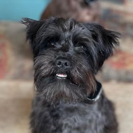 JJ - Miniature Schnauzer