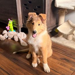 Ruby - Sable and white female Collie puppy in Carencro, Louisiana from Cajun Bayou's Collies LLC