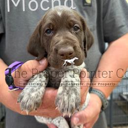 Mocha - Liver roan female German Shorthaired Pointer puppy in Six Mile, South Carolina from The Proper Pointer Co.