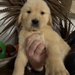 Purple Collar Boy - Golden male Golden Retriever puppy in Garrison, Montana from Mattiaci Goldens