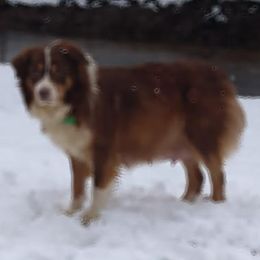 Australian Shepherds and Bloodhounds from Mountain Spring Aussies