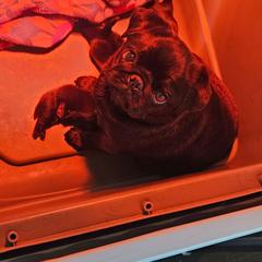 F1 - Black female Pug puppy in Jacksonville, North Carolina from Coliseum de Cassiope