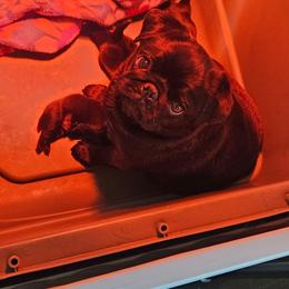 F1 - Black female Pug puppy in Jacksonville, North Carolina from Coliseum de Cassiope