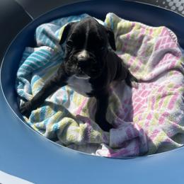 Boxer Puppies from Bellmont Boxers East TN