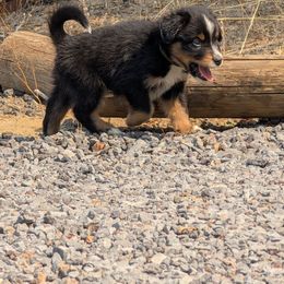 Tito - Black tri male Miniature Australian Shepherd puppy in Bend, Oregon from Wonderland Aussies