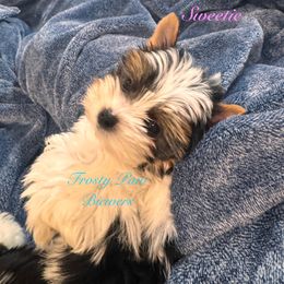 Sweetie - Black tan and white female Biewer Terrier puppy in Palmer, Alaska from Frosty Paw Biewers and Yorkshires