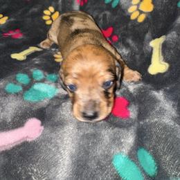 AKC Scarlet - Dapple female Dachshund puppy in Knoxville, Tennessee from Thea's Puppies