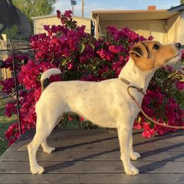Vivian - Jack Russell Terrier
