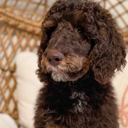 Bernedoodles, Goldendoodles, and Poodles from Reece + Co Doodles